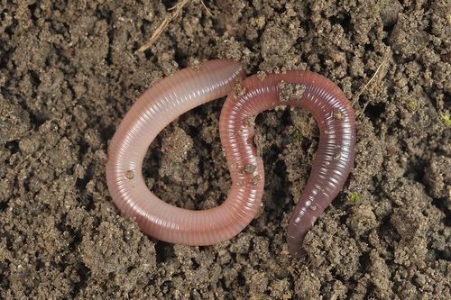 Worms