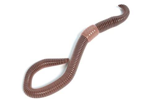 Worms