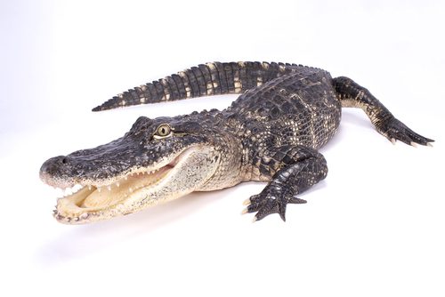 Gators vs. Crocs
