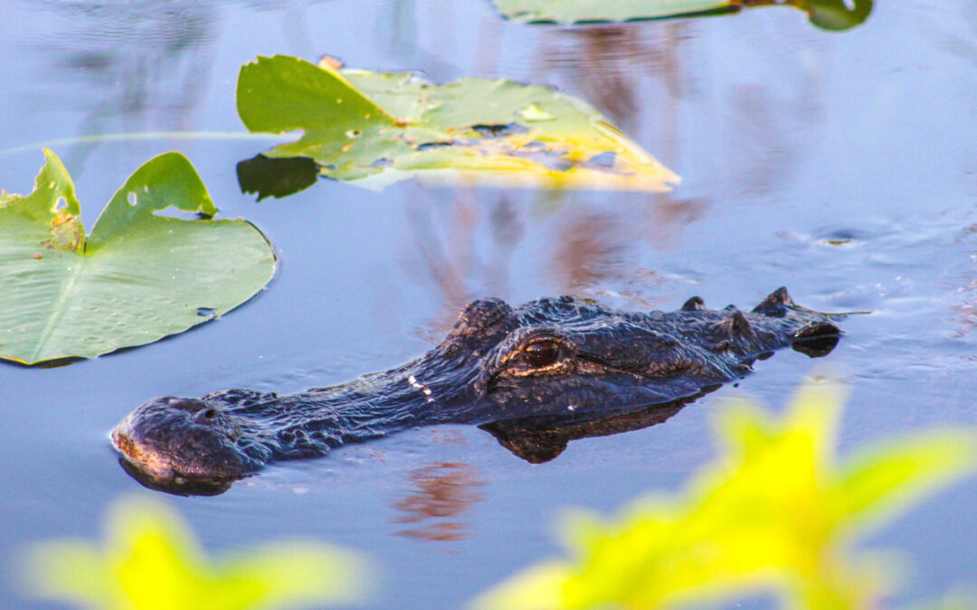 Alligator vs. Crocodile: What’s the Difference? 2025 Edition (With Video)