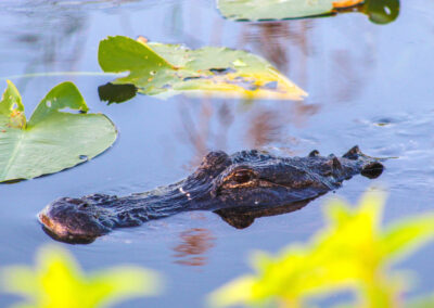 Alligator vs. Crocodile: What’s the Difference? 2025 Edition (With Video)