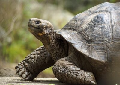 Tortoise vs. Turtle: What’s the Difference in 2025? 2025 Edition (With Video)
